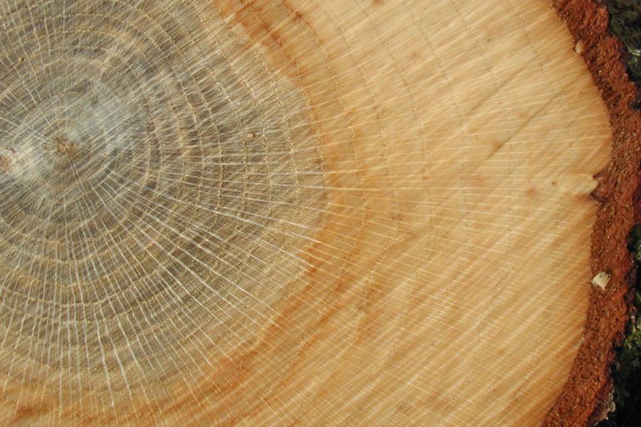 Gỗ dác và gỗ lõi