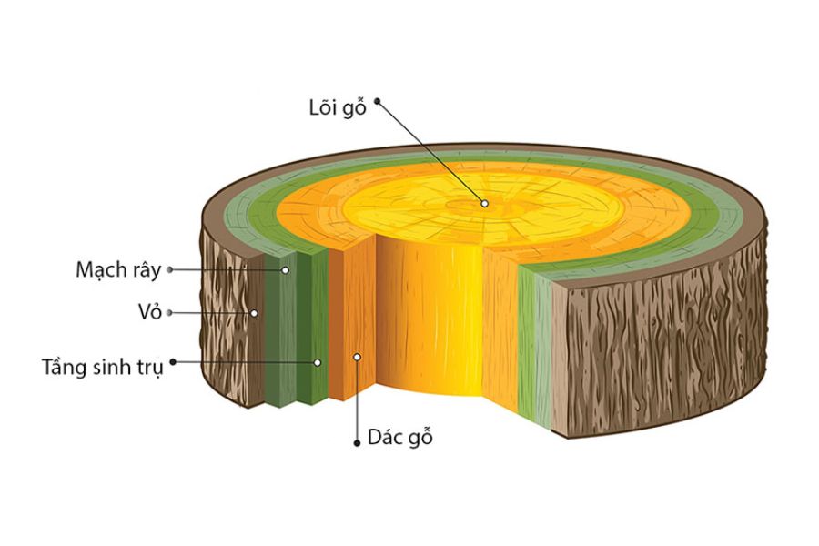 Hướng dẫn phân biệt gỗ dác và gỗ lõi
