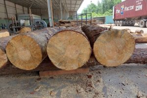 Gỗ thông tròn